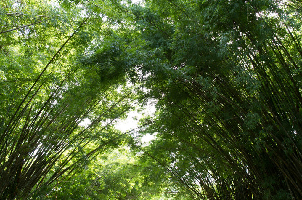 Towering bamboo plants